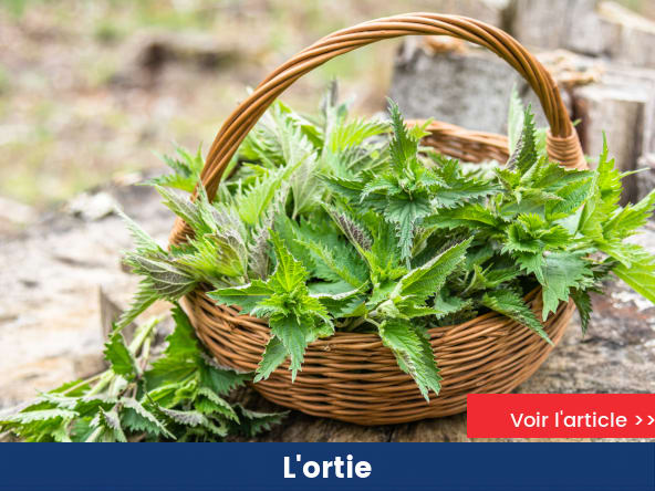 L'ortie